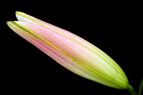 Lily Bud Long by Joy Watson